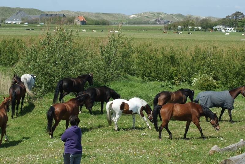Met Paard op Vakantie paardrijden op het strand